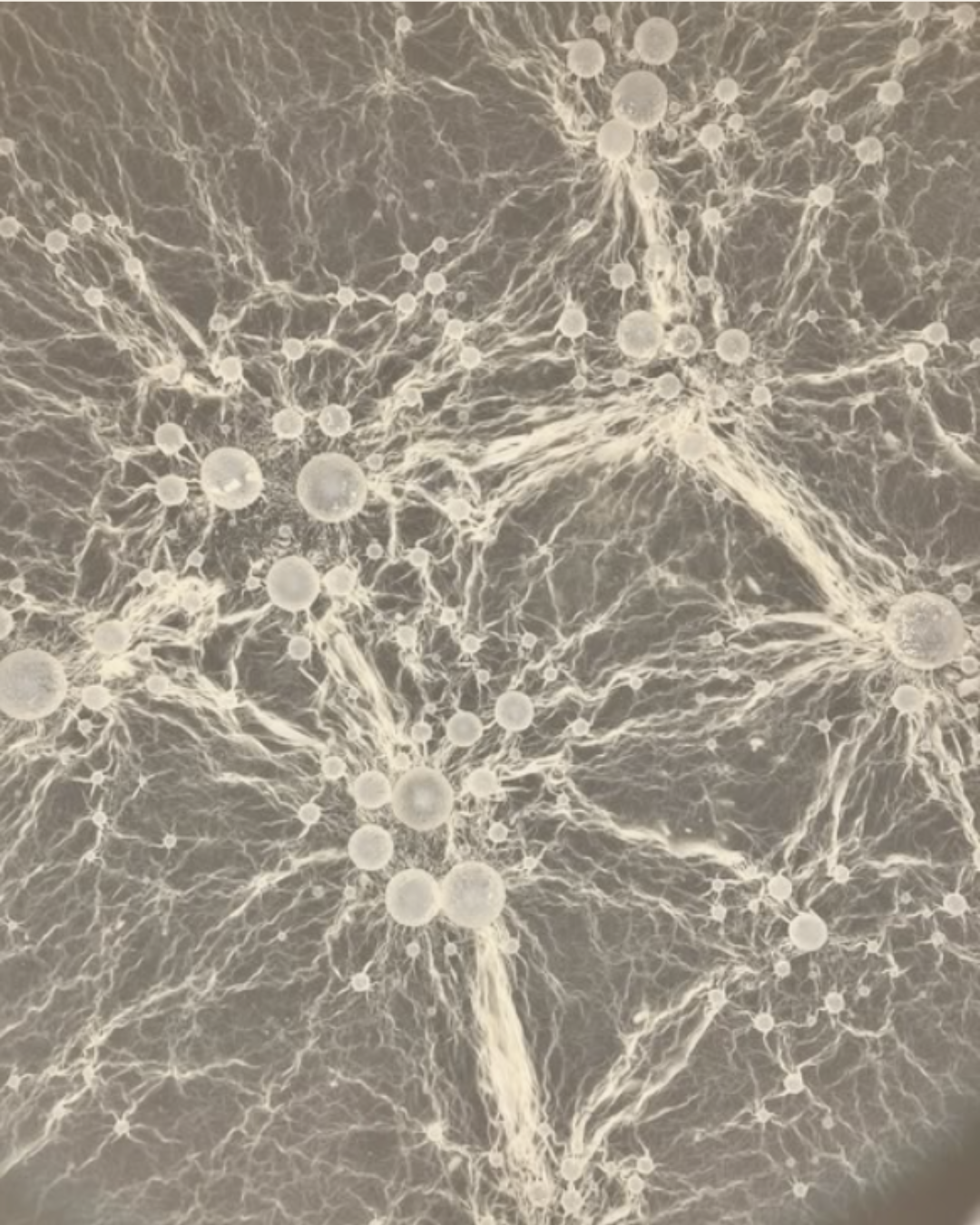 Biológica & Oxidativa